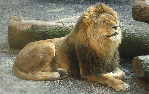 Der Löwe Massai im Wuppertaler Zoo im Mai 2008