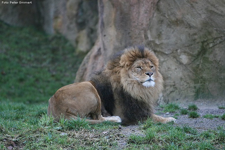 Der Löwe Massai im Zoologischen Garten Wuppertal im Januar 2008 (Foto Peter Emmert)