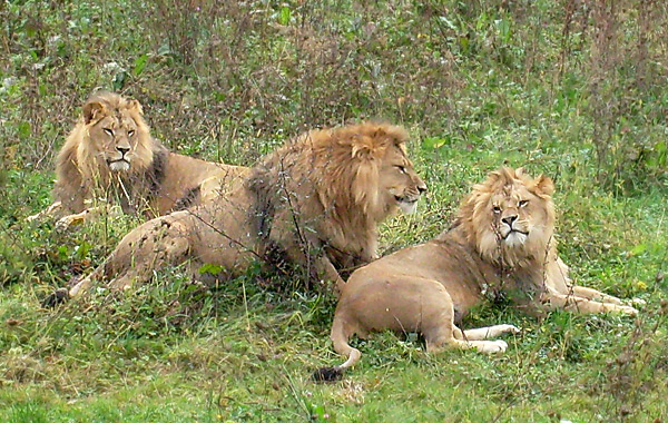 Die drei Löwenkater Massino, Shawano und Tamo im Wuppertaler Zoo im Oktober 2008