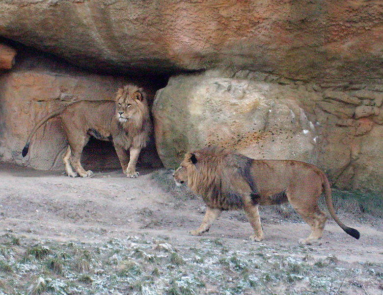 Männliche Junglöwen im Wuppertaler Zoo im Januar 2009
