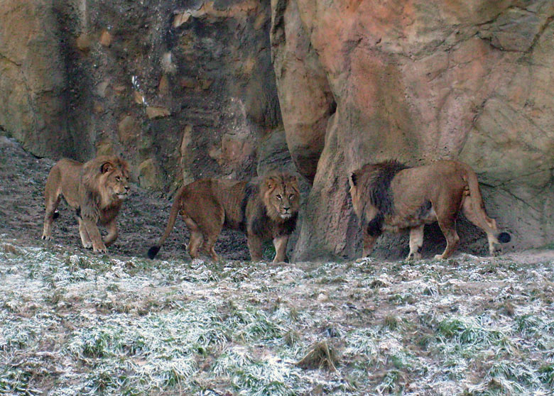 Männliche Junglöwen im Zoo Wuppertal im Januar 2009