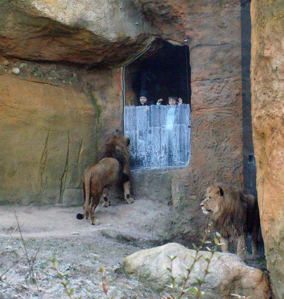 Männliche Junglöwen im Zoologischen Garten Wuppertal im Januar 2009