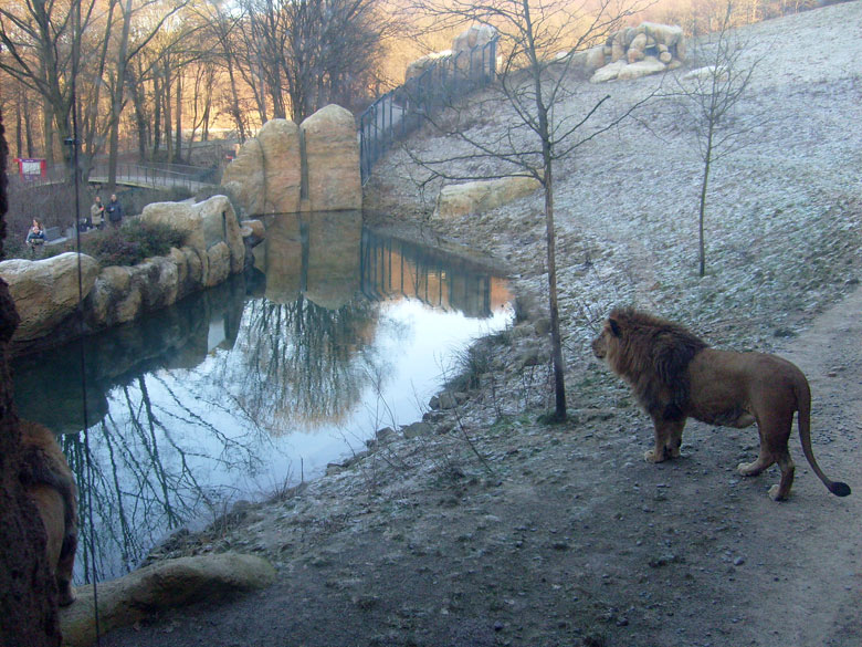 Männlicher Junglöwe im Wuppertaler Zoo im Januar 2009