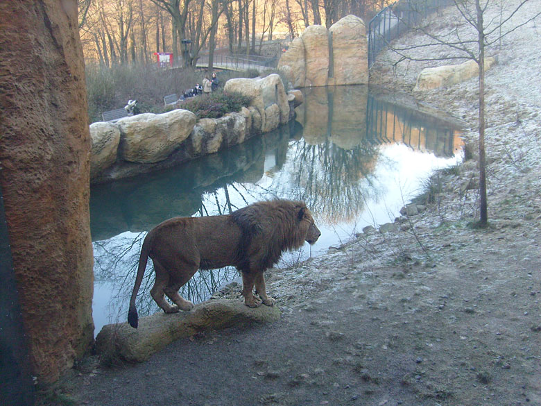 Männlicher Junglöwe im Zoo Wuppertal im Januar 2009