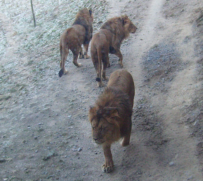 Die drei Löwenkater Massino, Shawano und Tamo im Wuppertaler Zoo im Januar 2009