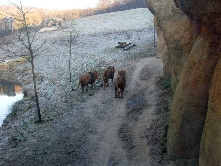 Männliche Junglöwen im Zoologischen Garten Wuppertal im Januar 2009