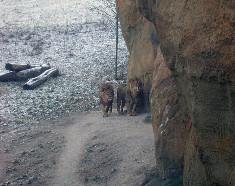 Männliche Junglöwen im Zoo Wuppertal im Januar 2009