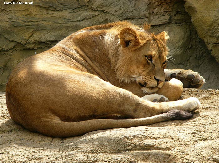 Löwe im Zoologischen Garten Wuppertal im Juli 2007 (Foto Dieter Kraß)