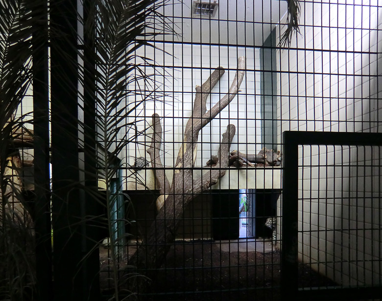 Junger Nebelparder im Zoo Wuppertal am 11. November 2011