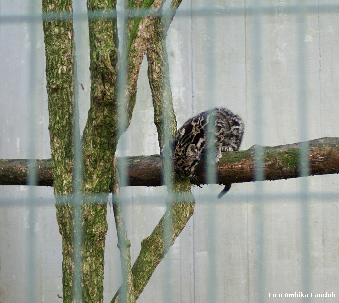 Nebelparder Jungtier "Ambika" im Zoo Wuppertal am 29. November 2011 (Foto Ambika-Fanclub)