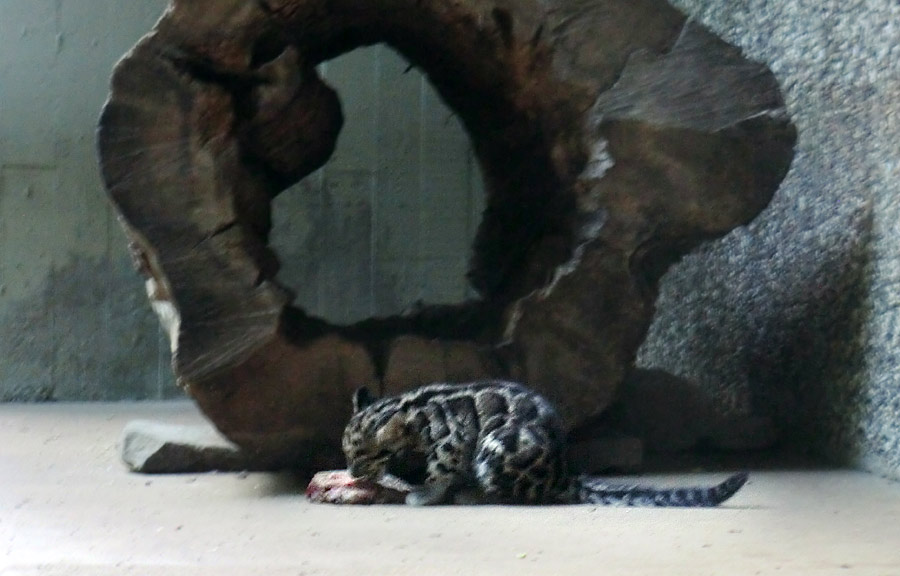 Nebelparder Jungtier im Wuppertaler Zoo im August 2014