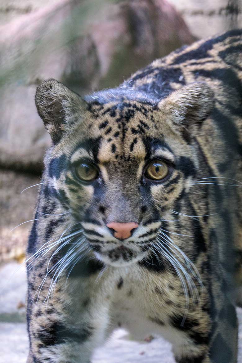 Nebelparder-Katze AMBIKA am 23. Juni 2021 auf der Außenanlage am Großkatzen-Haus im Grünen Zoo Wuppertal
