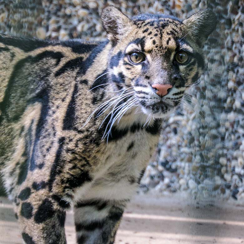 Nebelparder-Katze AMBIKA am 23. Juni 2021 auf der Außenanlage am Großkatzen-Haus im Zoologischen Garten Wuppertal