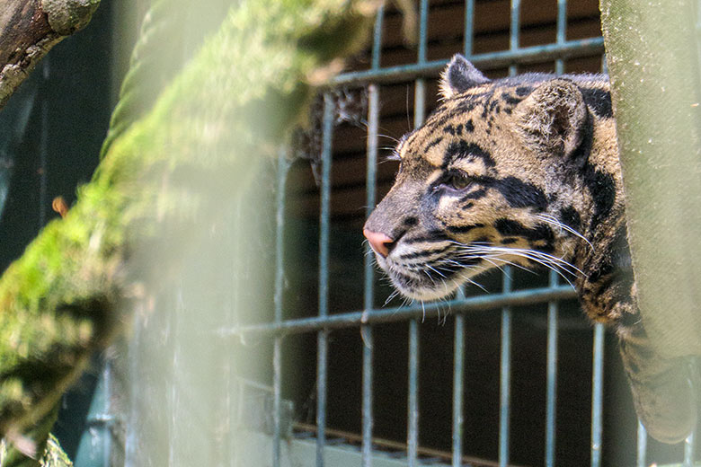 Nebelparder-Katze AMBIKA am 23. Juni 2021 auf der Außenanlage am Großkatzen-Haus im Zoo Wuppertal
