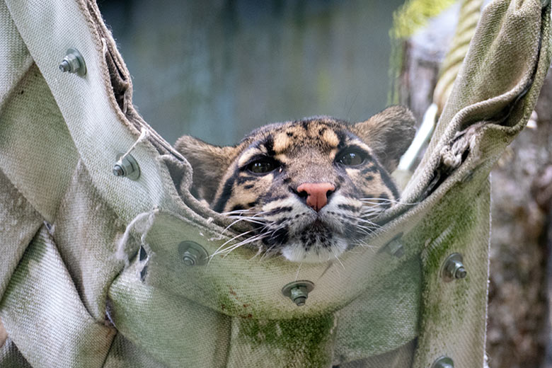 Nebelparder-Katze AMBIKA am 26. Juli 2021 auf der Außenanlage am Großkatzen-Haus im Grünen Zoo Wuppertal
