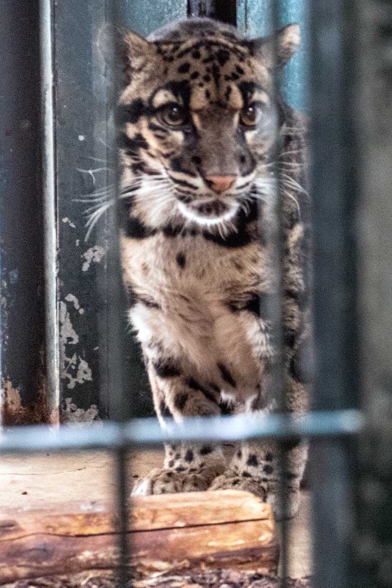 Nebelparder-Katze AMBIKA am 15. März 2024 im Innengehege im Großkatzen-Haus im Zoologischen Garten Wuppertal