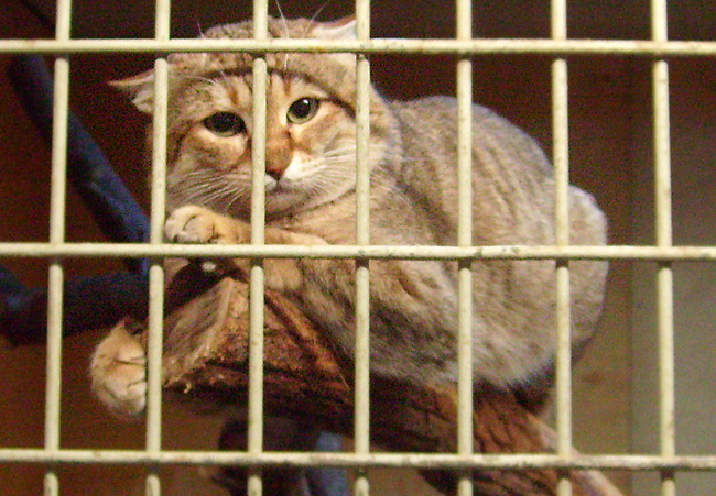 Oman-Falbkatze im Wuppertaler Zoo im Januar 2009