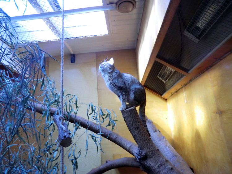 Oman-Falbkatze im Wuppertaler Zoo im März 2012