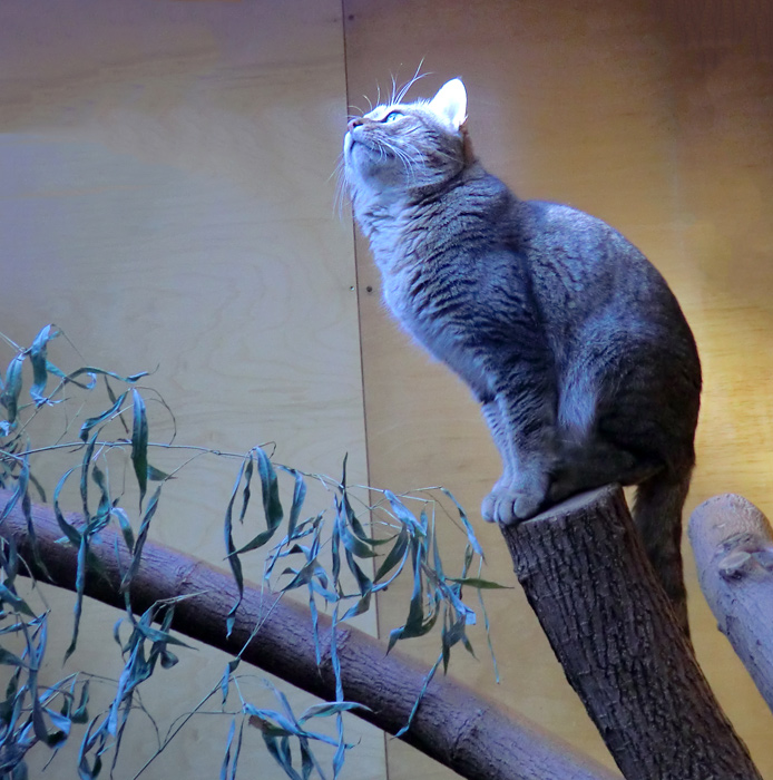 Oman-Falbkatze im Zoologischen Garten Wuppertal im März 2012