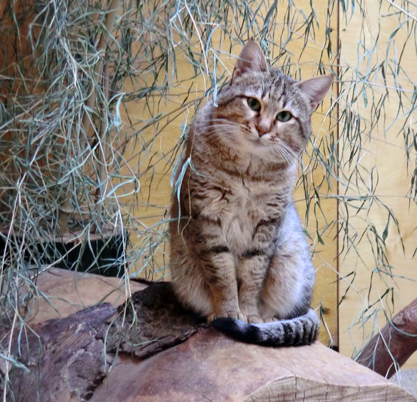 Oman-Falbkatze im Wuppertaler Zoo im November 2012