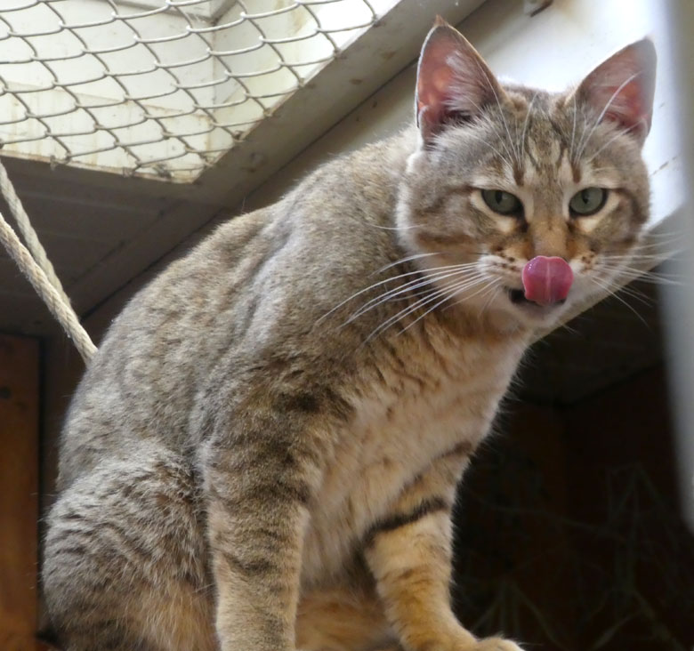 Oman-Falbkatzen-Kater MASKAT am 21. April 2018 im Kleinkatzenhaus im Zoo Wuppertal