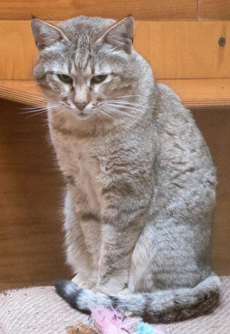 Oman-Falbkatze BAHLA am 23. März 2019 im Innengehege im Kleinkatzen-Haus im Grünen Zoo Wuppertal