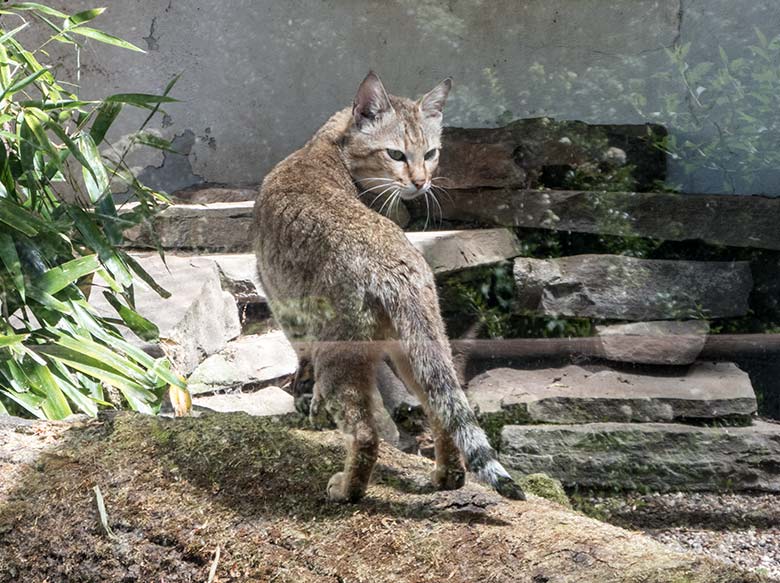 Oman-Falbkatze am 28. Mai 2020 auf der Außenanlage am Kleinkatzen-Haus im Wuppertaler Zoo