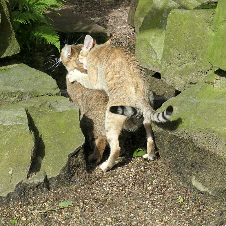 Oman-Falbkatzen am 21. Mai 2021 in der Außenanlage am Kleinkatzen-Haus im Grünen Zoo Wuppertal