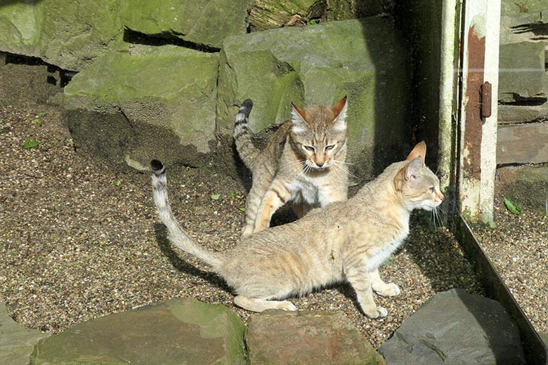 Oman-Falbkatzen am 21. Mai 2021 in der Außenanlage am Kleinkatzen-Haus im Zoologischen Garten der Stadt Wuppertal