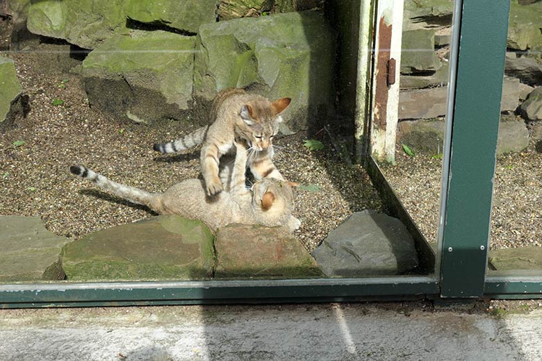 Oman-Falbkatzen am 21. Mai 2021 in der Außenanlage am Kleinkatzen-Haus im Wuppertaler Zoo