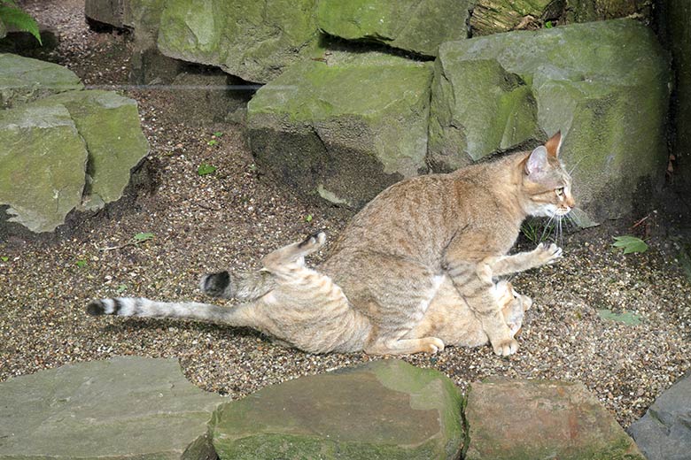 Oman-Falbkatzen am 21. Mai 2021 in der Außenanlage am Kleinkatzen-Haus im Zoo Wuppertal