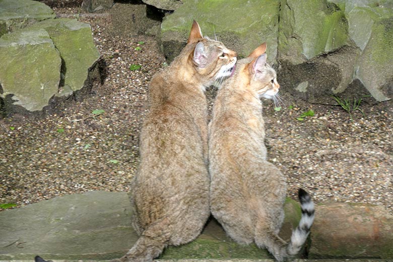 Oman-Falbkatzen am 21. Mai 2021 in der Außenanlage am Kleinkatzen-Haus im Zoologischen Garten Wuppertal