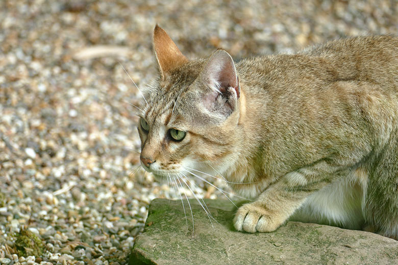 Oman-Falbkatzen-Kater MASKAT am 17. Maii 2022 auf der Außenanlage am Kleinkatzen-Haus im Zoologischen Garten der Stadt Wuppertal