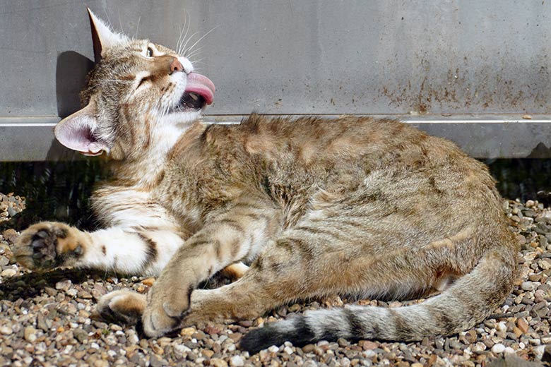 Oman-Falbkatzen-Kater MASKAT am 22. Juni 2022 auf der Außenanlage am Kleinkatzen-Haus im Grünen Zoo Wuppertal