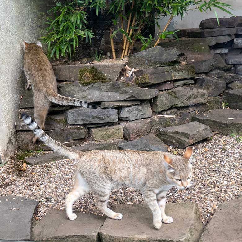 Männliche Oman-Falbkatze MASKAT (vorn) und weibliche Oman-Falbkatze BAHLA am 24. August 2022 im Außengehege am Kleinkatzen-Haus im Zoo Wuppertal