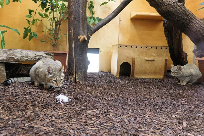 Oman-Falbkatzen-Kater MASKAT mit Futter-Maus und Oman-Falbkatzen-Katze BAHLA am 1. September 2022 im Innengehege im Kleinkatzen-Haus im Grünen Zoo Wuppertal