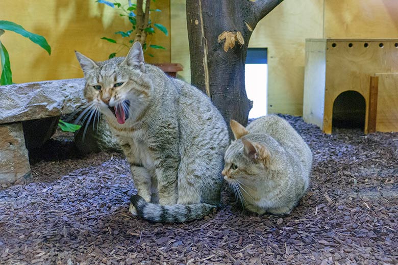 Männliche Oman-Falbkatze MASKAT und weibliche Oman-Falbkatze BAHLA am 6. November 2022 im Innengehege im Kleinkatzen-Haus im Zoo Wuppertal