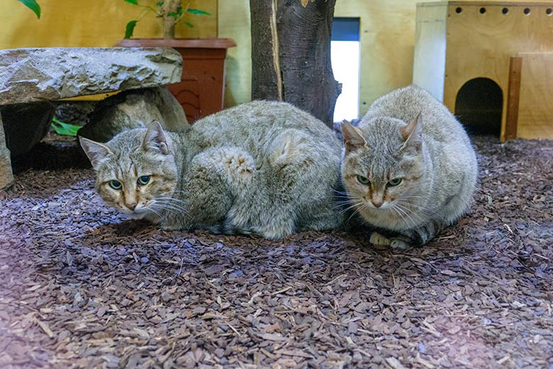 Männliche Oman-Falbkatze MASKAT und weibliche Oman-Falbkatze BAHLA am 6. November 2022 im Innengehege im Kleinkatzen-Haus im Wuppertaler Zoo