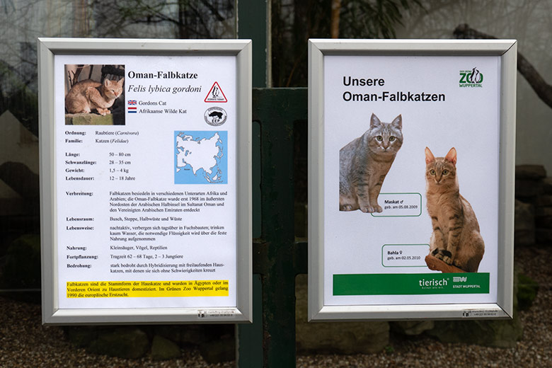 Aushang 'Unsere Oman-Falbkatzen' MASKAT und BAHLA am 3. Februar 2023 am Kleinkatzen-Haus im Grünen Zoo Wuppertal
