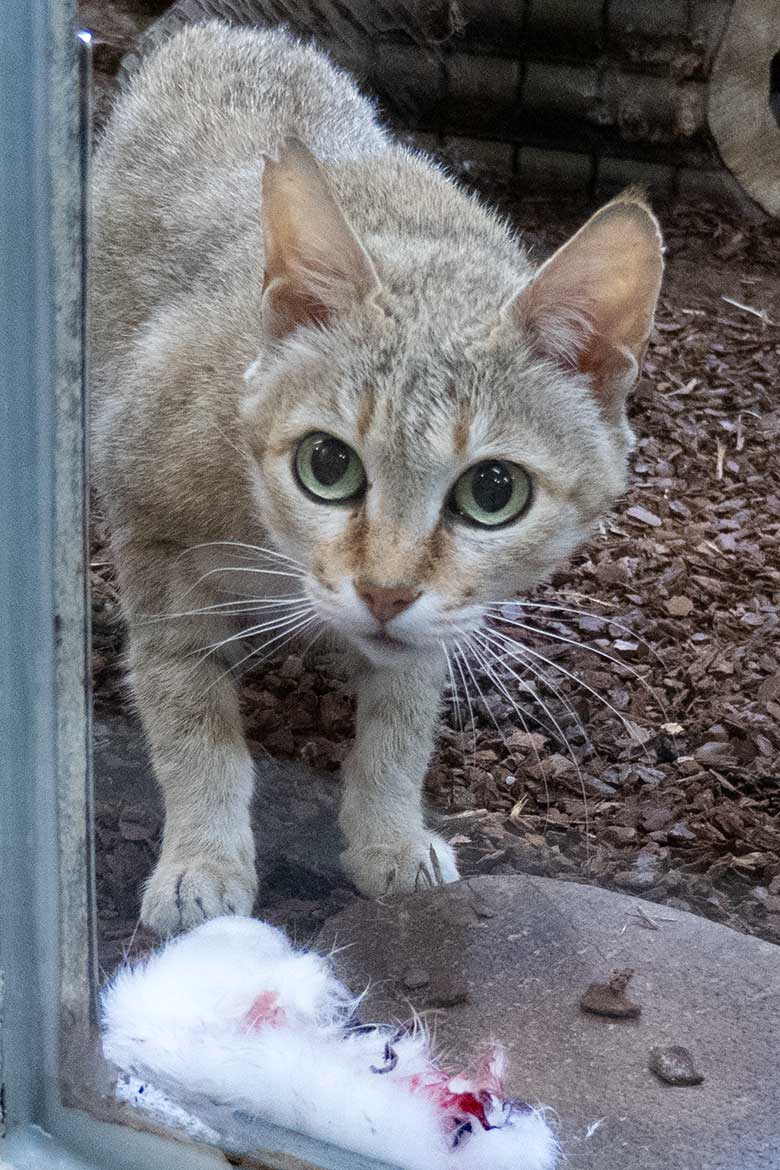 Weibliche Oman-Falbkatze BAHLA am 7. Mai 2024 im Kleinkatzen-Haus im Grünen Zoo Wuppertal