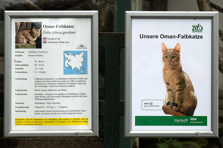 Aushang Unsere Oman-Falbkatze BAHLA am 1. August 2024 am Kleinkatzen-Haus im Grünen Zoo Wuppertal