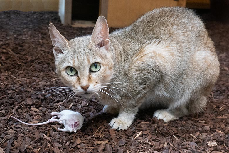 Oman-Falbkätzin BAHLA mit Futter-Maus am 2. August 2024 im Kleinkatzen-Haus im Grünen Zoo Wuppertal