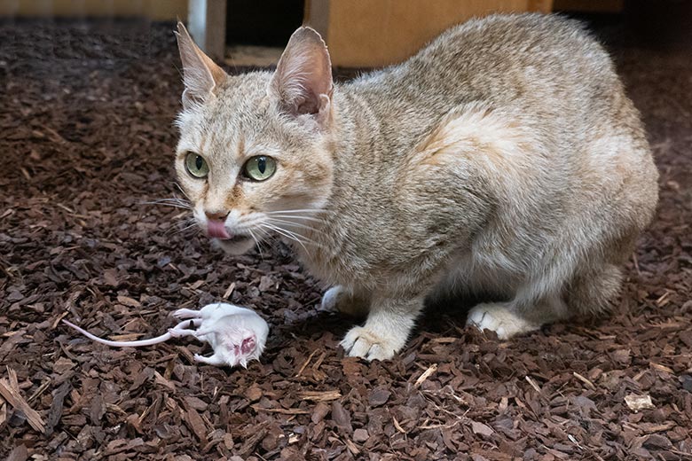 Weibliche Oman-Falbkatze BAHLA mit Futter-Maus am 2. August 2024 im Kleinkatzen-Haus im Wuppertaler Zoo