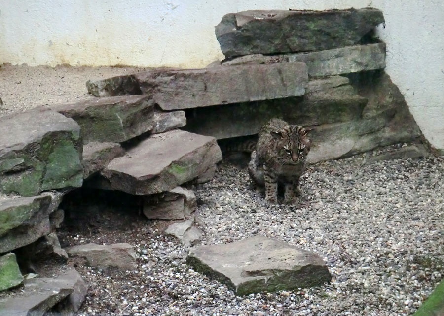 Salzkatze im Zoo Wuppertal im Mai 2012