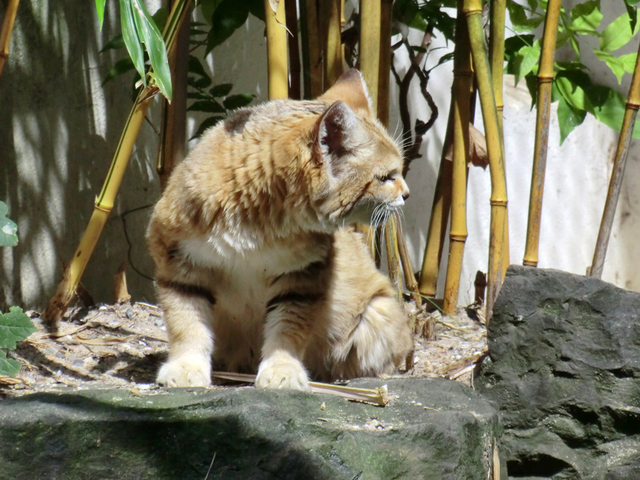 Sandkatzen im Zoo Wuppertal am 24. Juli 2012