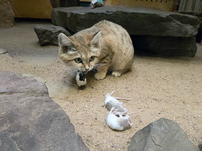 Sandkatze KHALEESI mit Futtermaus am 19. Januar 2019 im Kleinkatzen-Haus im Zoologischen Garten Wuppertal