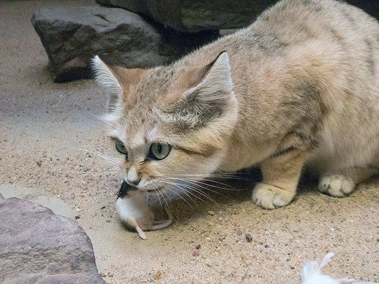 Sandkatze KHALEESI am 19. Januar 2019 im Kleinkatzen-Haus im Wuppertaler Zoo