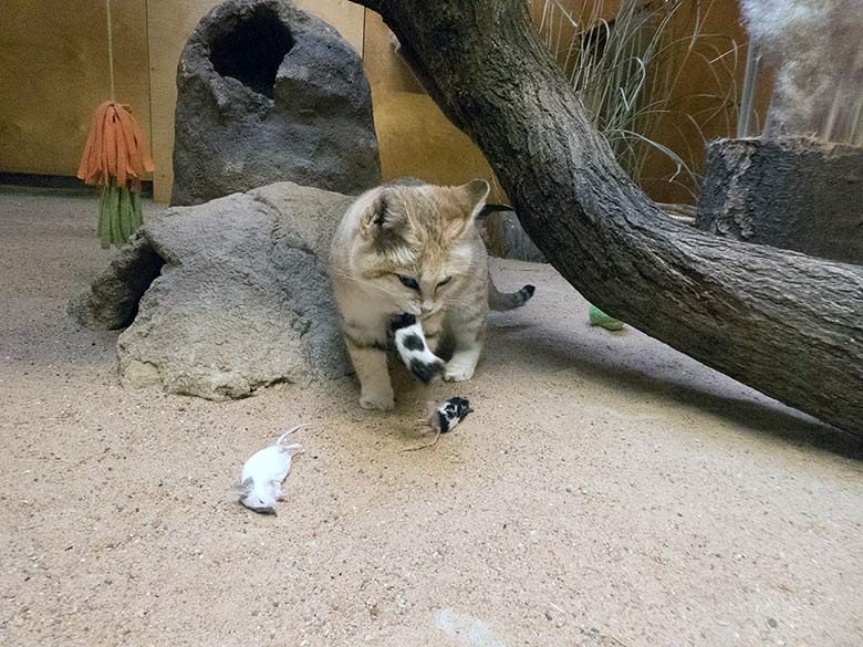 Sandkatze DEMI mit Futtermaus am 19. Januar 2019 im Kleinkatzen-Haus im Zoologischen Garten der Stadt Wuppertal