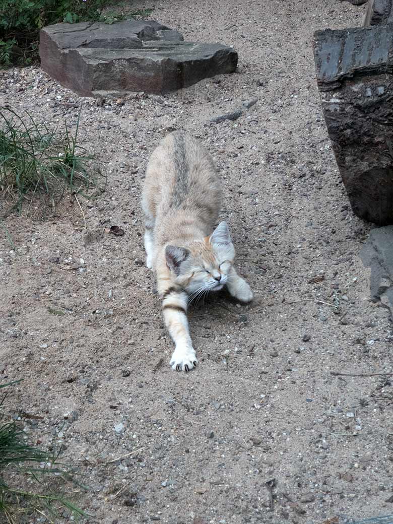 Sandkatze KHALEESI am 11. Juli 2019 in der Außenvoliere am Kleinkatzen-Haus im Grünen Zoo Wuppertal