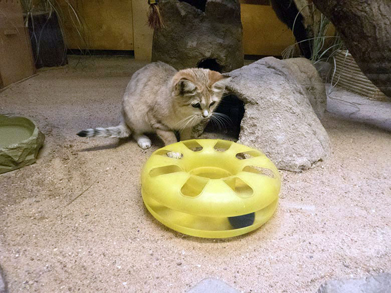 Sandkatze mit Katzenspielzeug am 6. Oktober 2019 im Kleinkatzen-Haus im Grünen Zoo Wuppertal